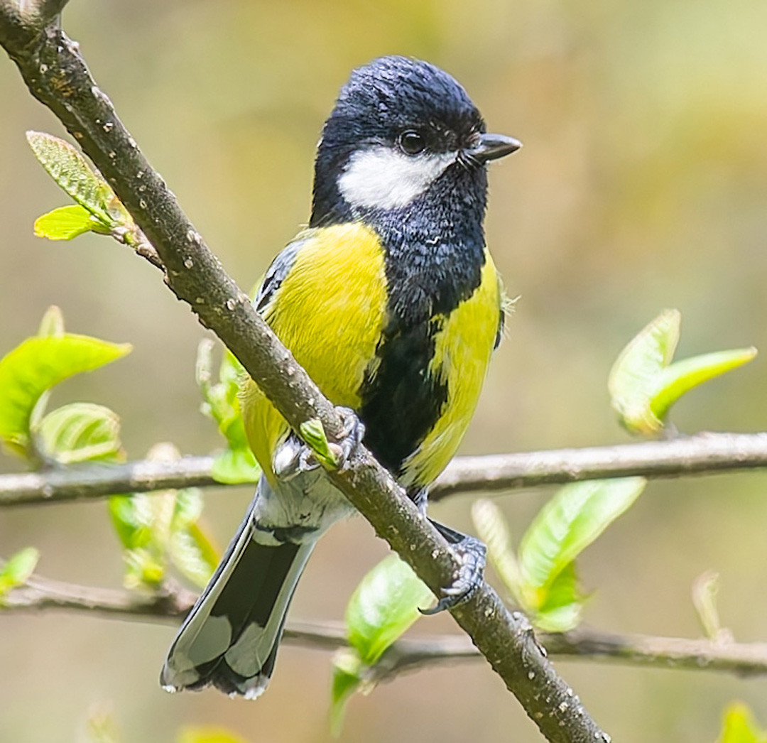 image Green-backed Tit